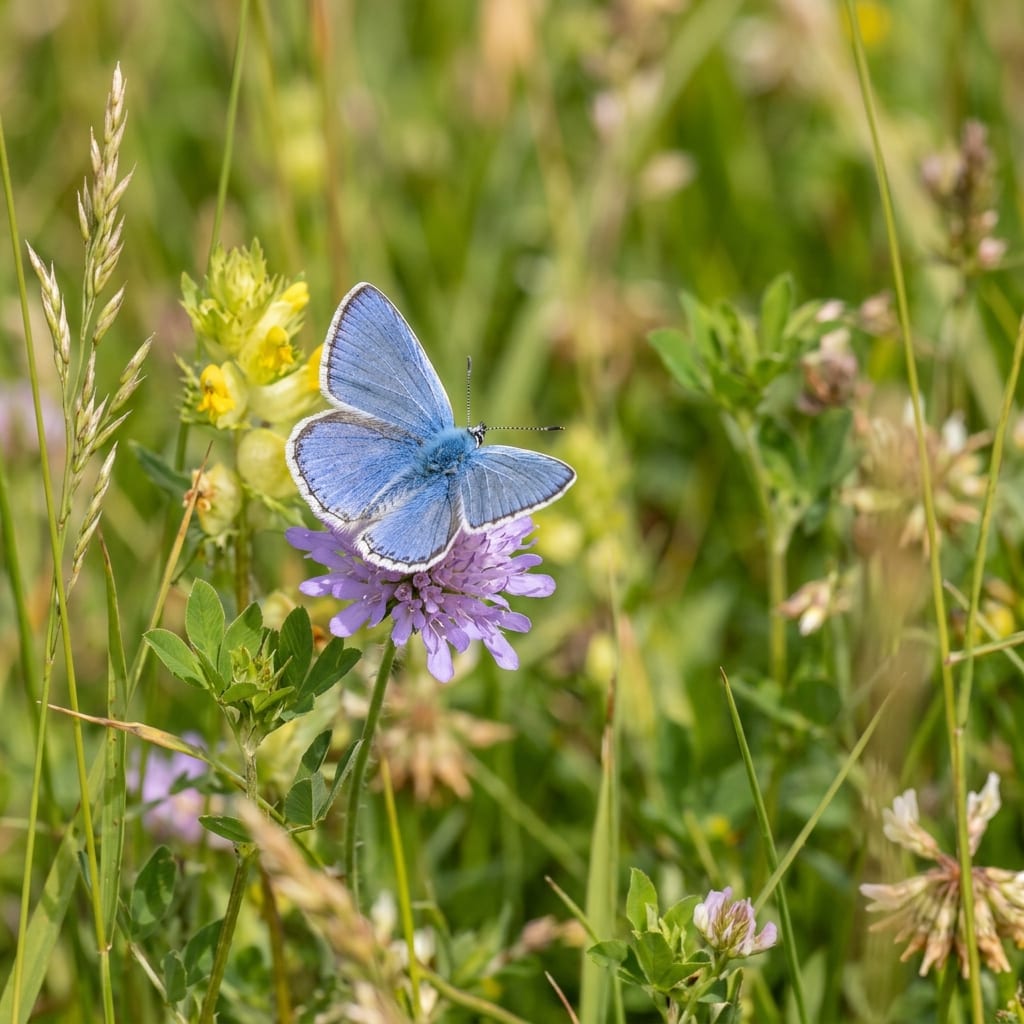 Common Blue