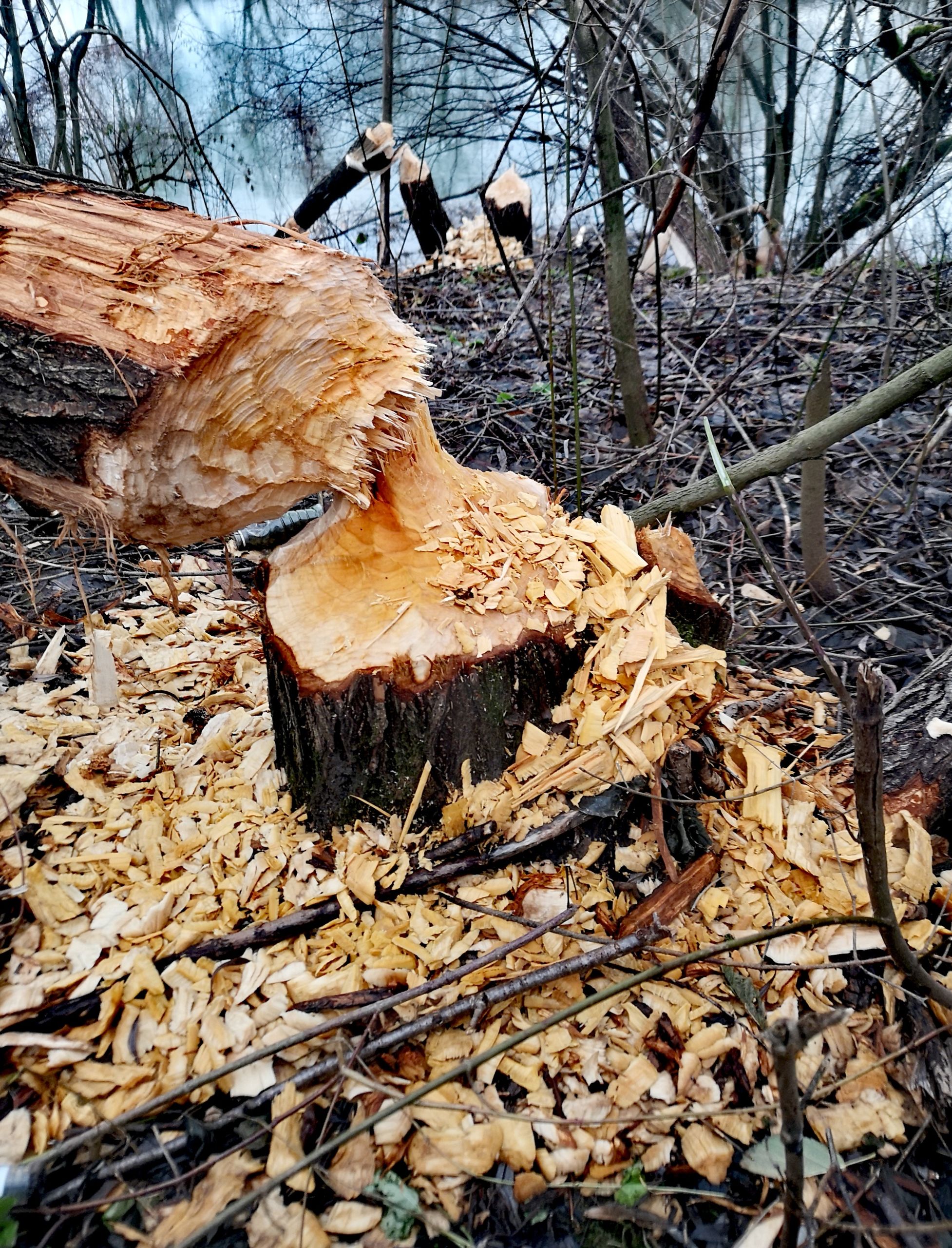 Tree felled by a beaver. You can see all the wood shavings from where they gnawed at it with their teeth.