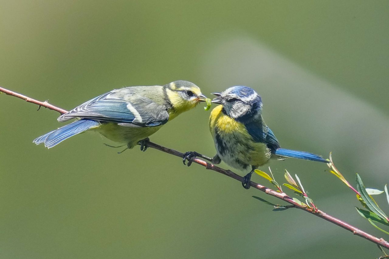 Bluetit feeding a catterpillar to it's baby