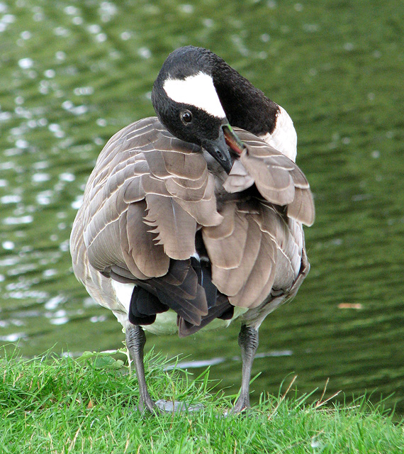 Goose preening its feathers to keep them healthy and waterproof