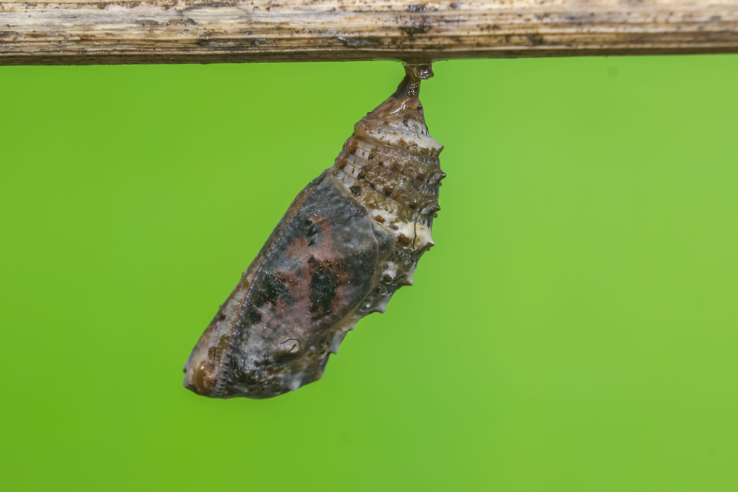 Stage 3: Pupa (chrysalis)
