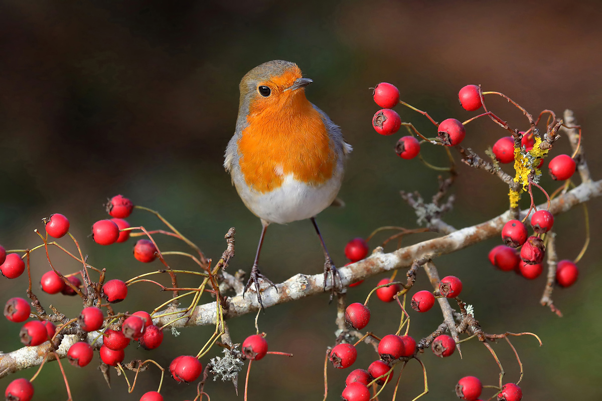 Winter robin finds some berries to eat