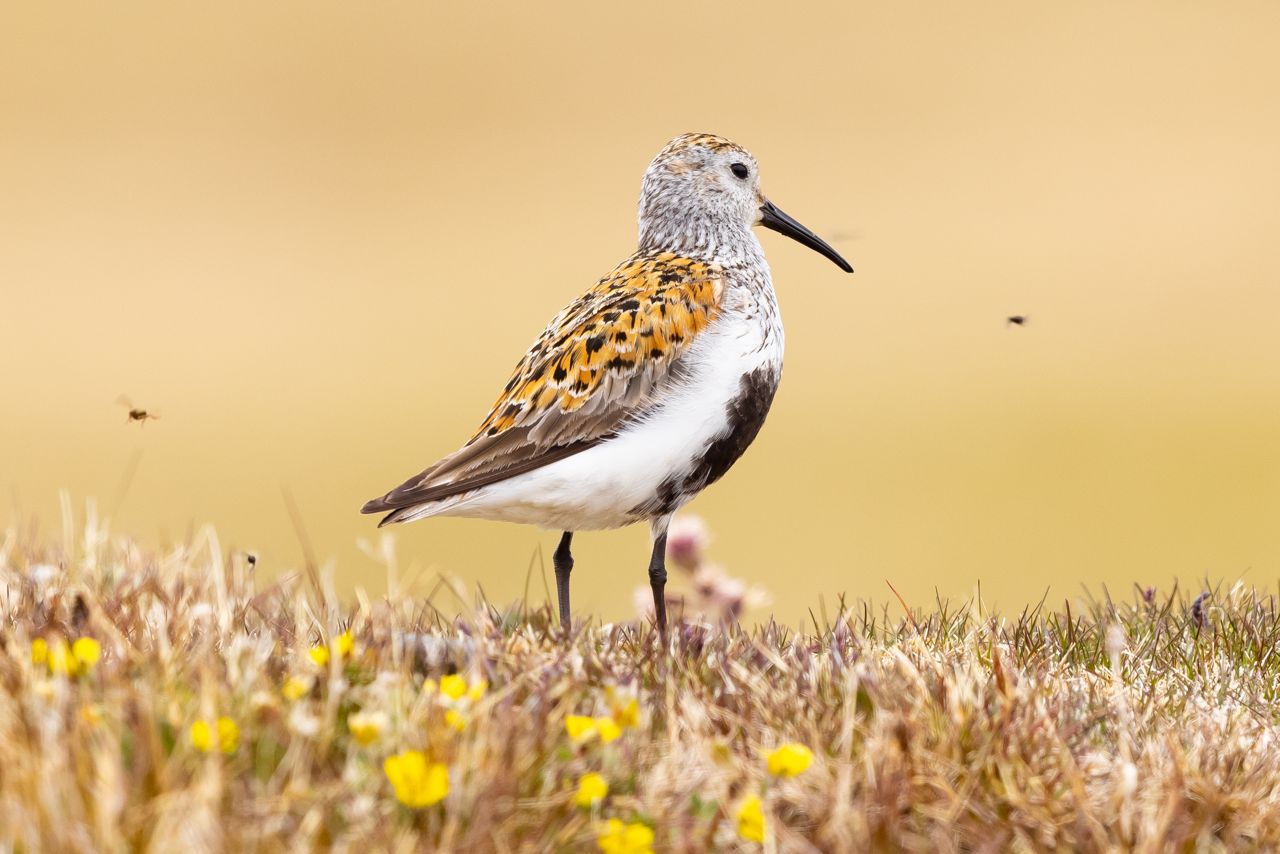 Adult Dunlin on the Alaskan Arctic Tundra. It may be cold and hard but life still finds a way!