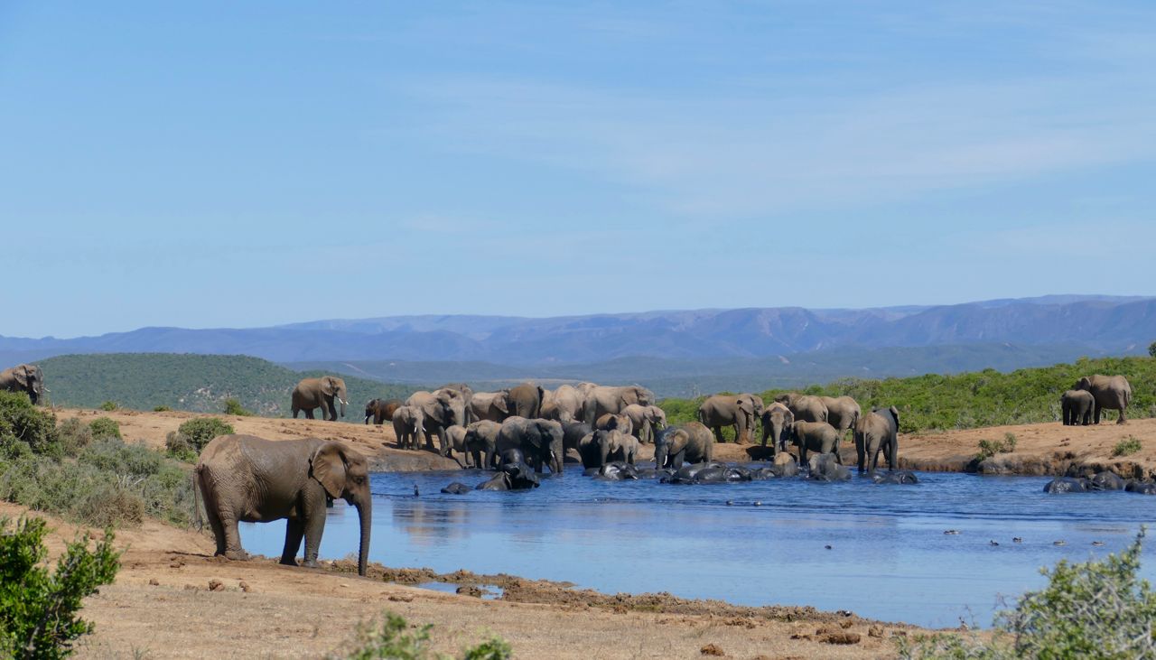 Herd of Elephants wallowing in the mud at a watering hole in the African Savanna