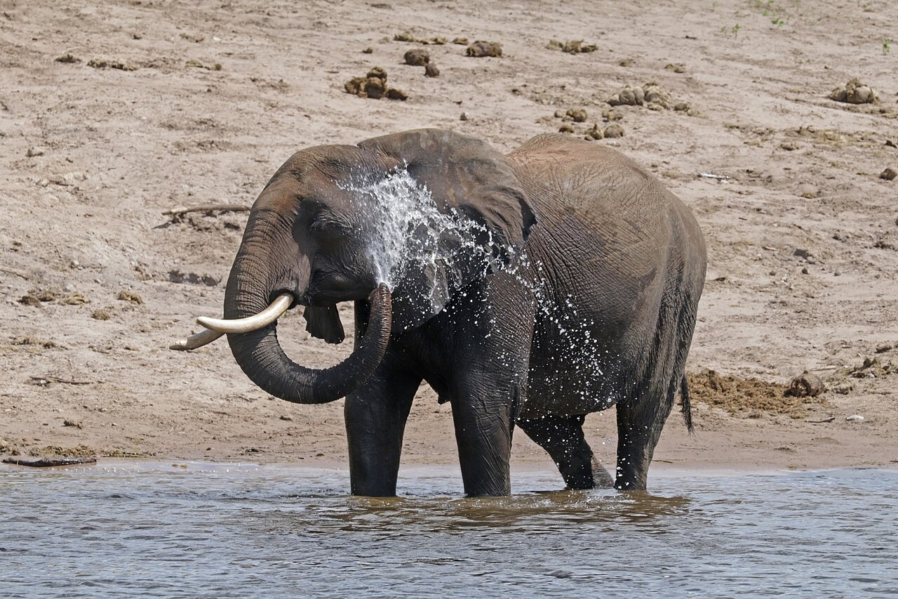 Elephants drink water with their trunks and also love to spray it over themselves to cool down.