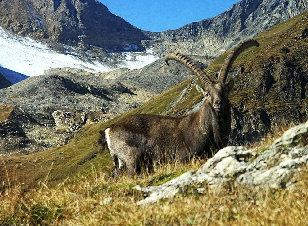 Alpine Ibex