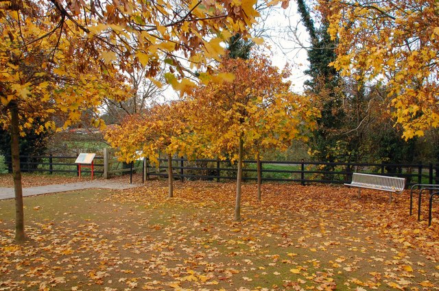 Autumn leaves change colour and fall