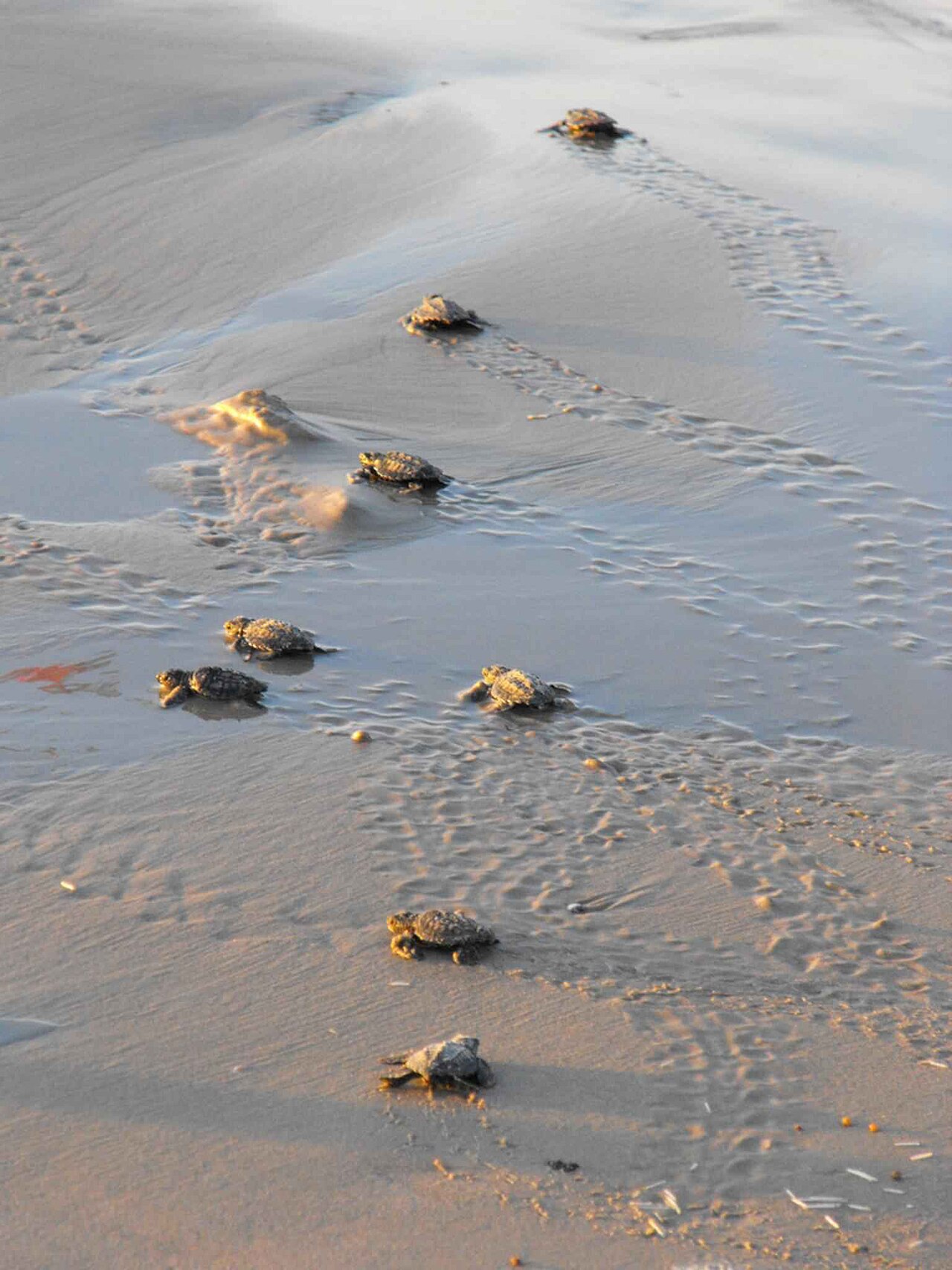 Baby turtles make their way to the sea