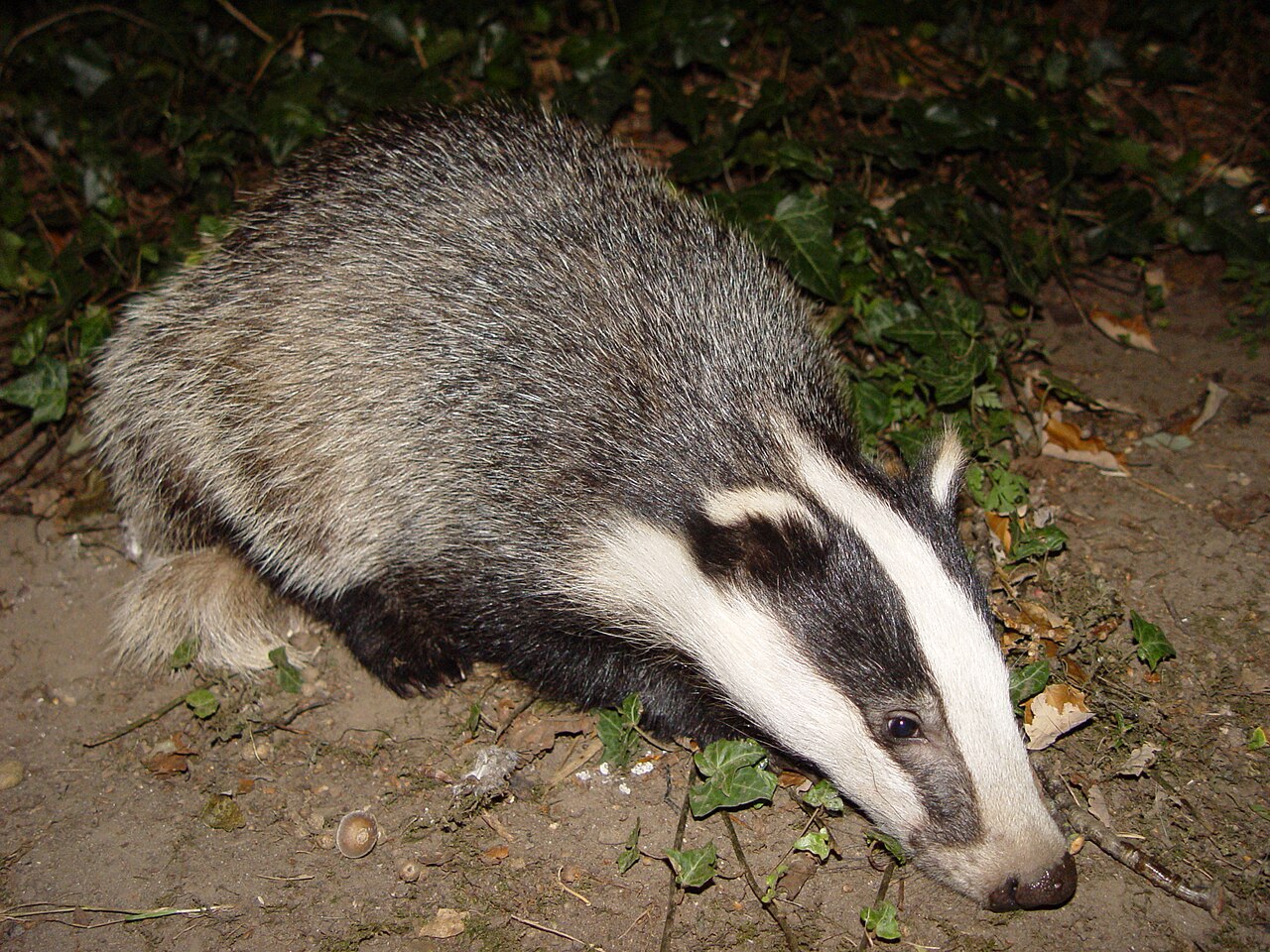 Badger foraging at night