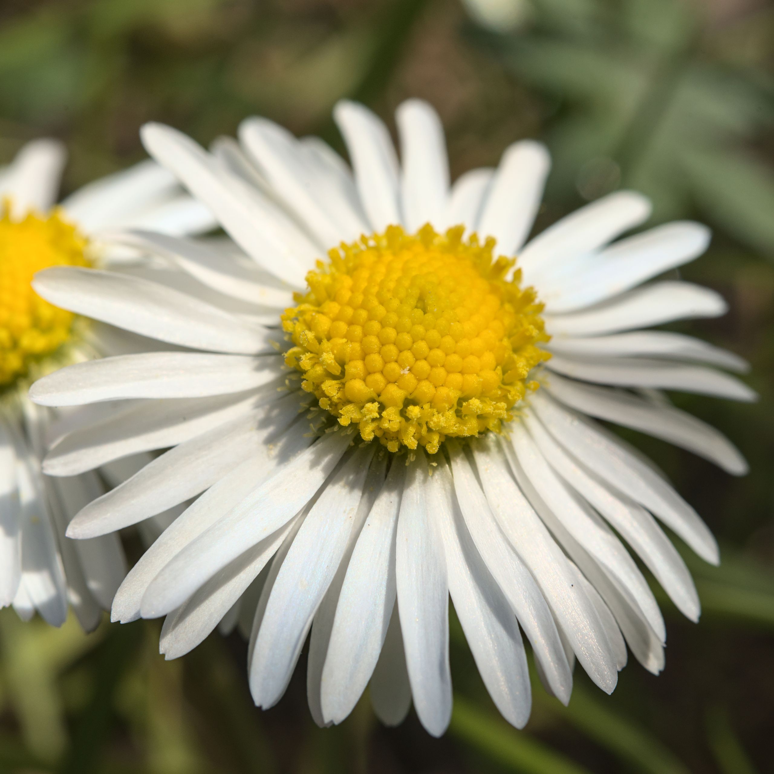 Common Daisy