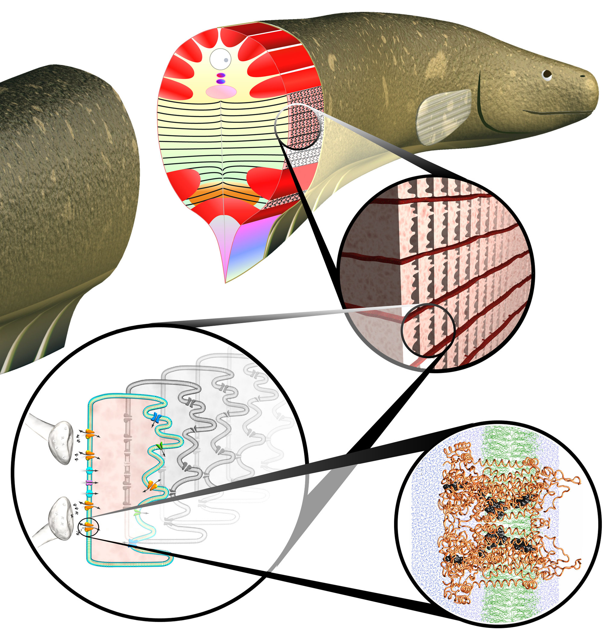 Inside an electric eel