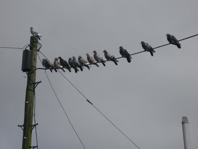 Birds can sit on a live power wire safely
