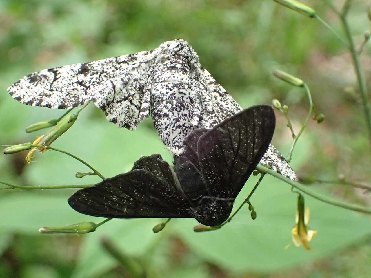 The light (typica) and dark (carbonaria) forms of the peppered moth side by side