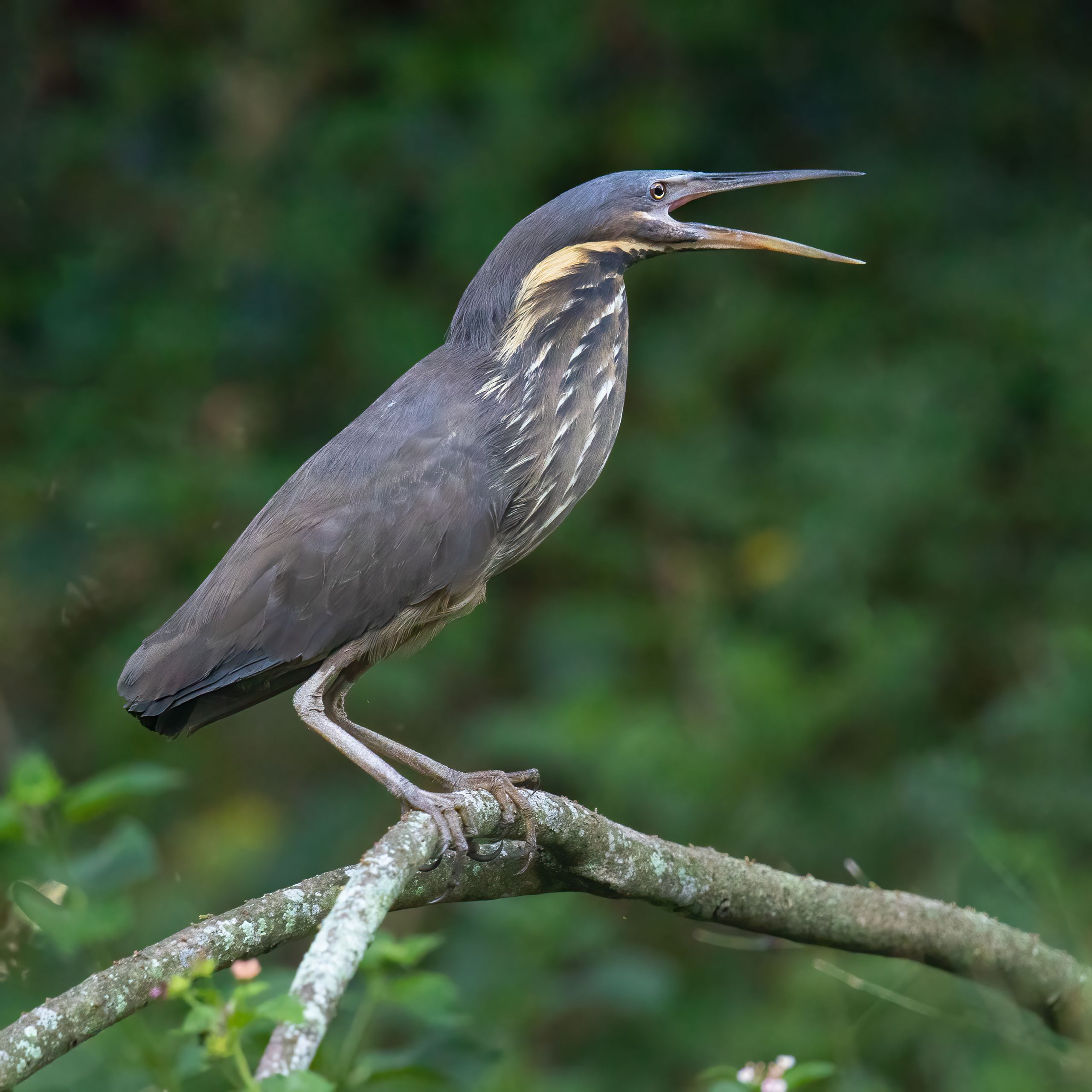 Black Bittern calling, Warriewood Wetlands, New South Wales