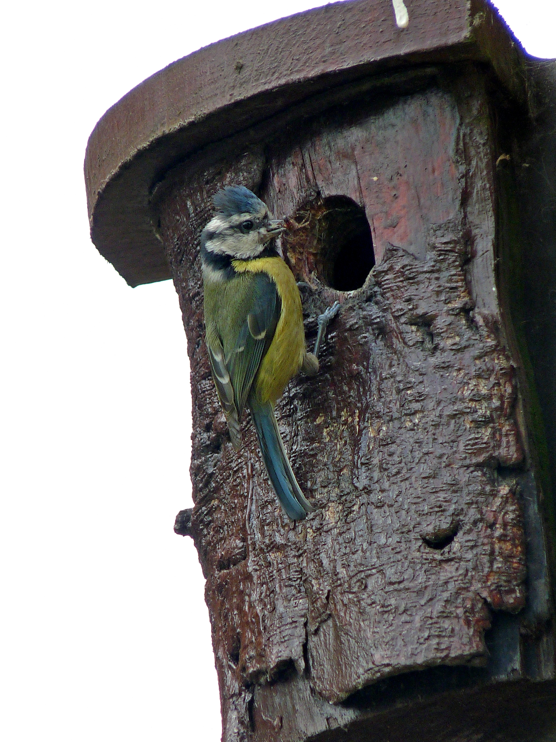 Blue tit bringing food to its nest box