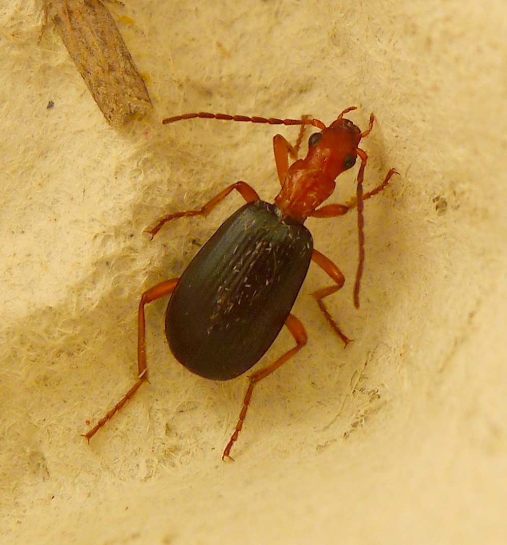 Bombardier Beetle