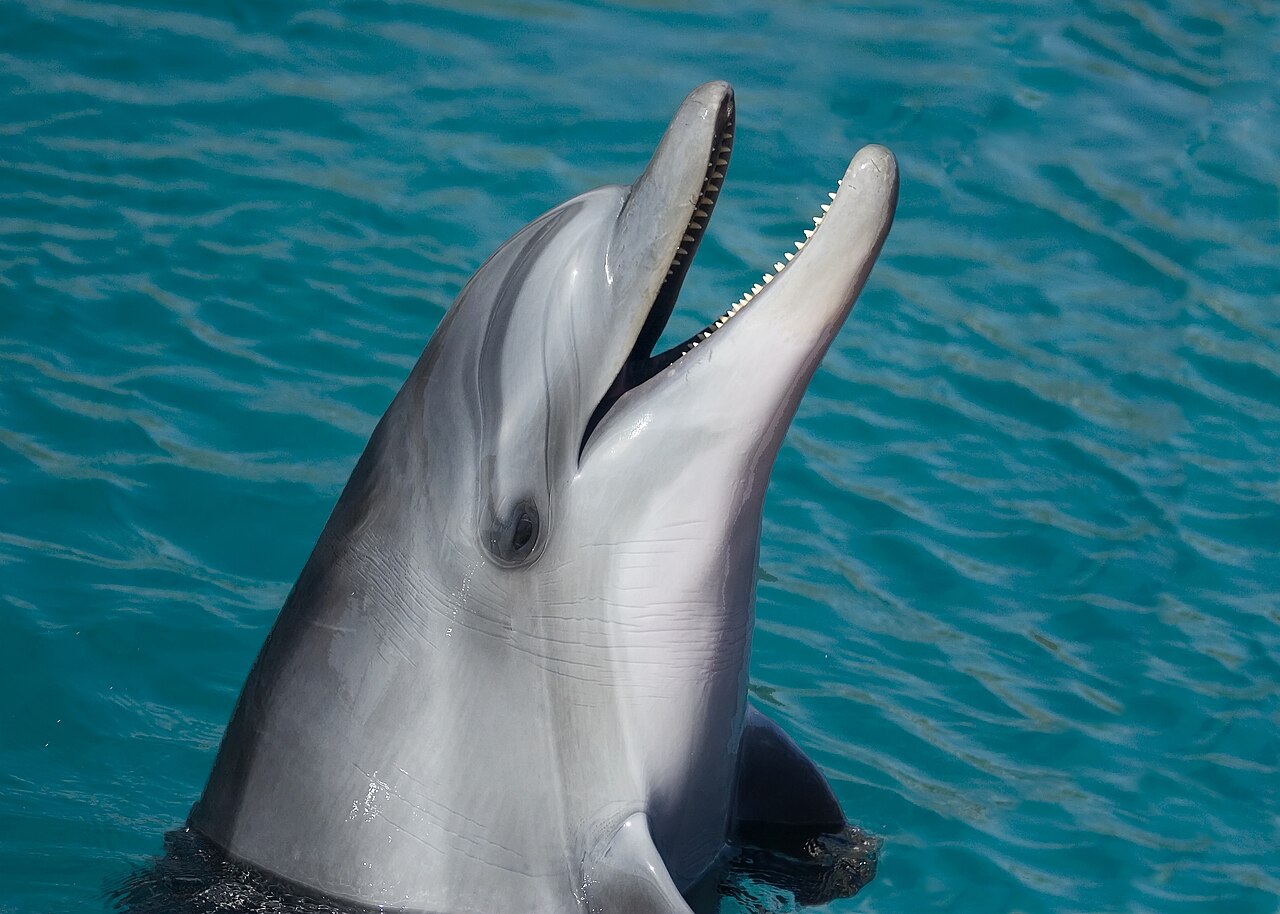 Dolphins in UK Waters