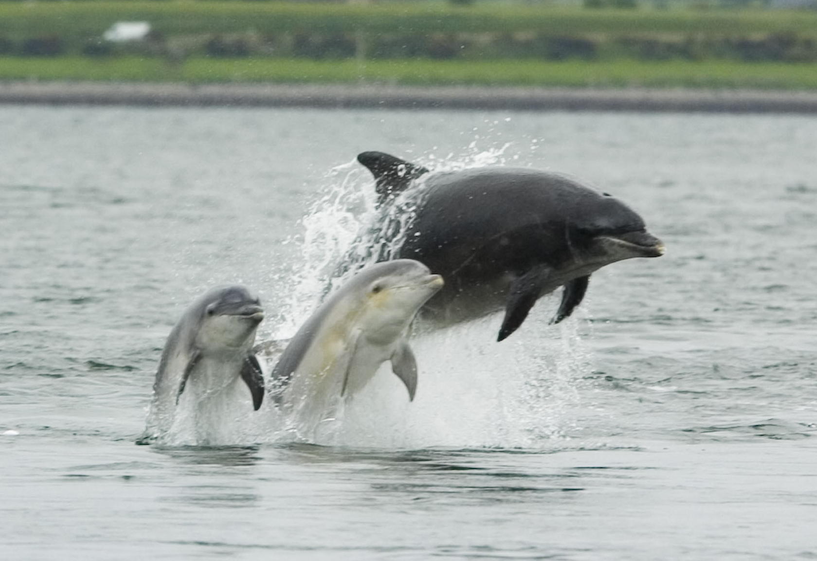 Some animals (animals are solid) live in the water (water is a liquid) and can swim through it because the water moves around them as they swim. Dolphins still come up for air to breath.