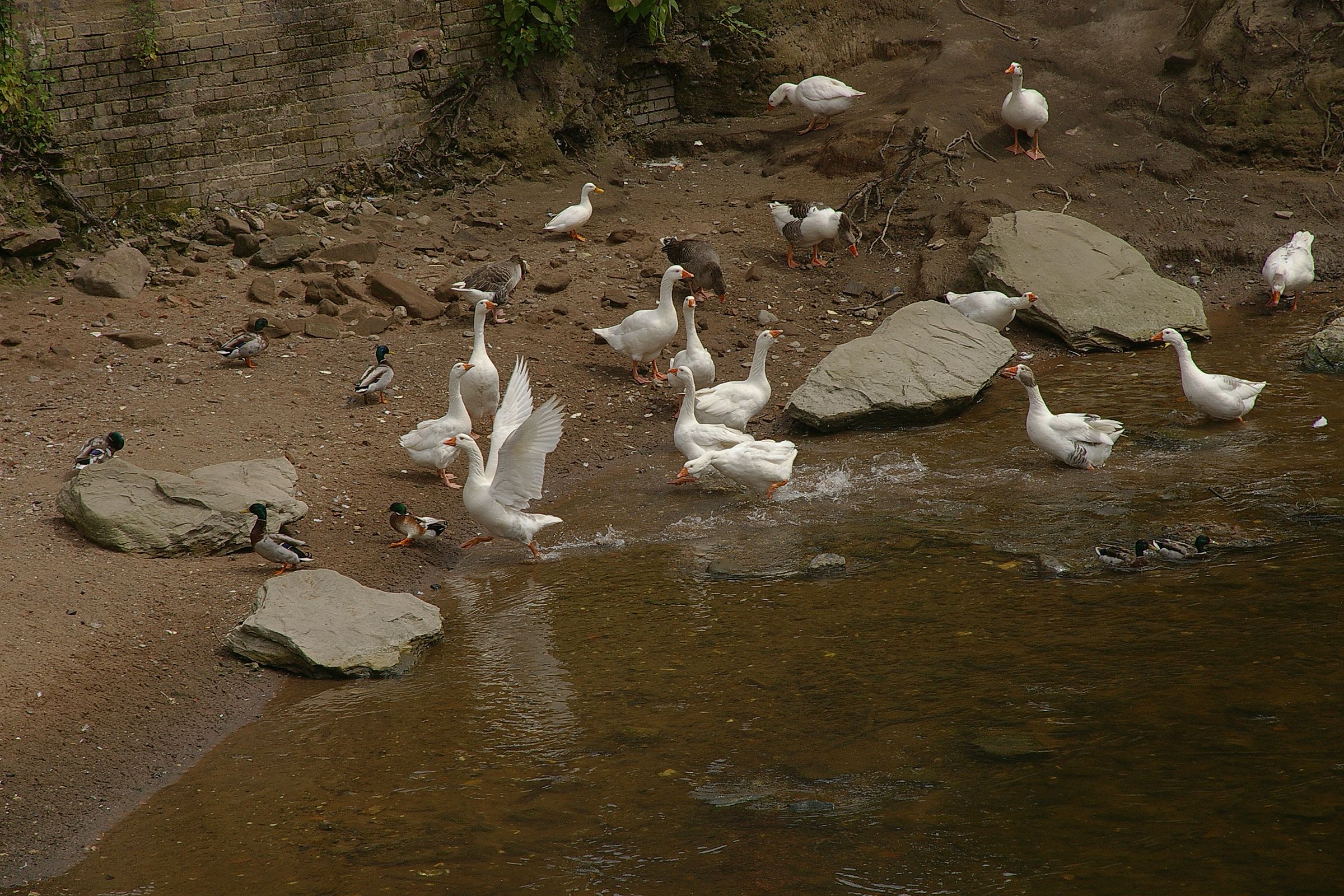 Geese on the banks of the **river** Severn