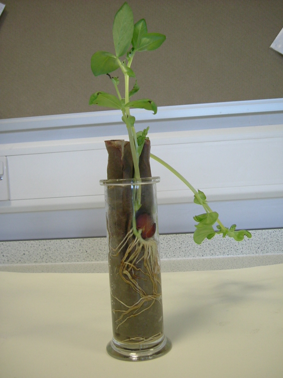 Broad bean seed starting to sprout