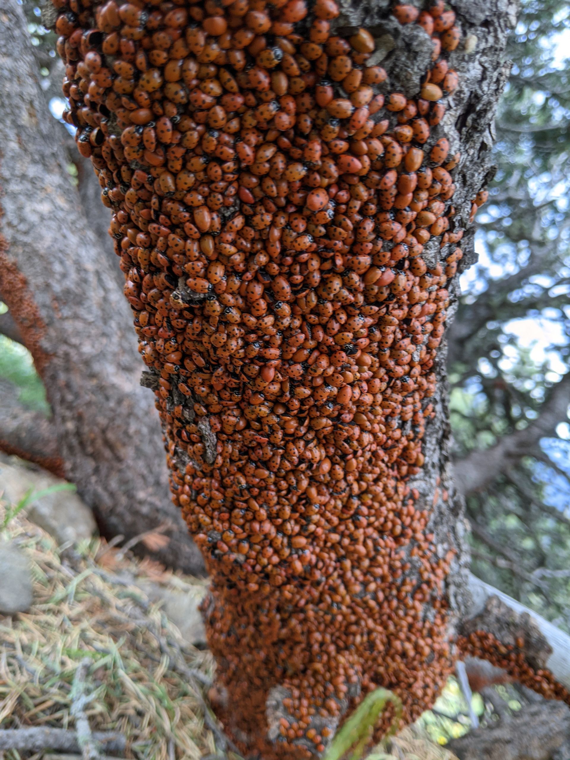 Mass gathering of ladybirds on a tree in New Mexico getting ready for hibernation