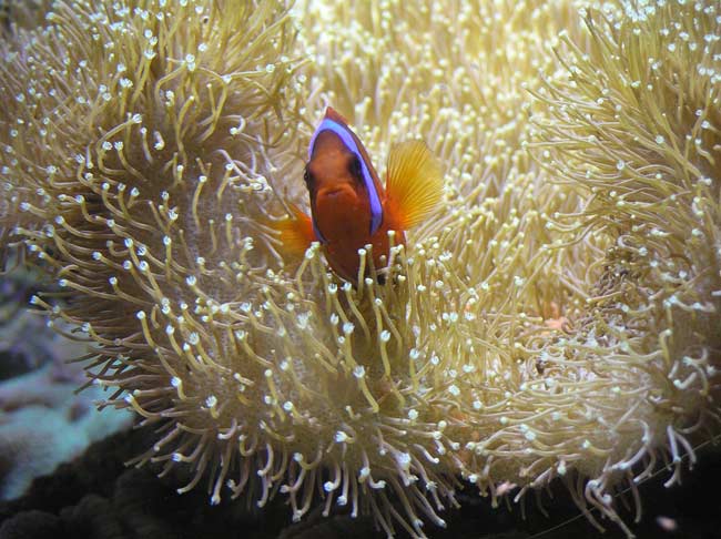 Clownfish