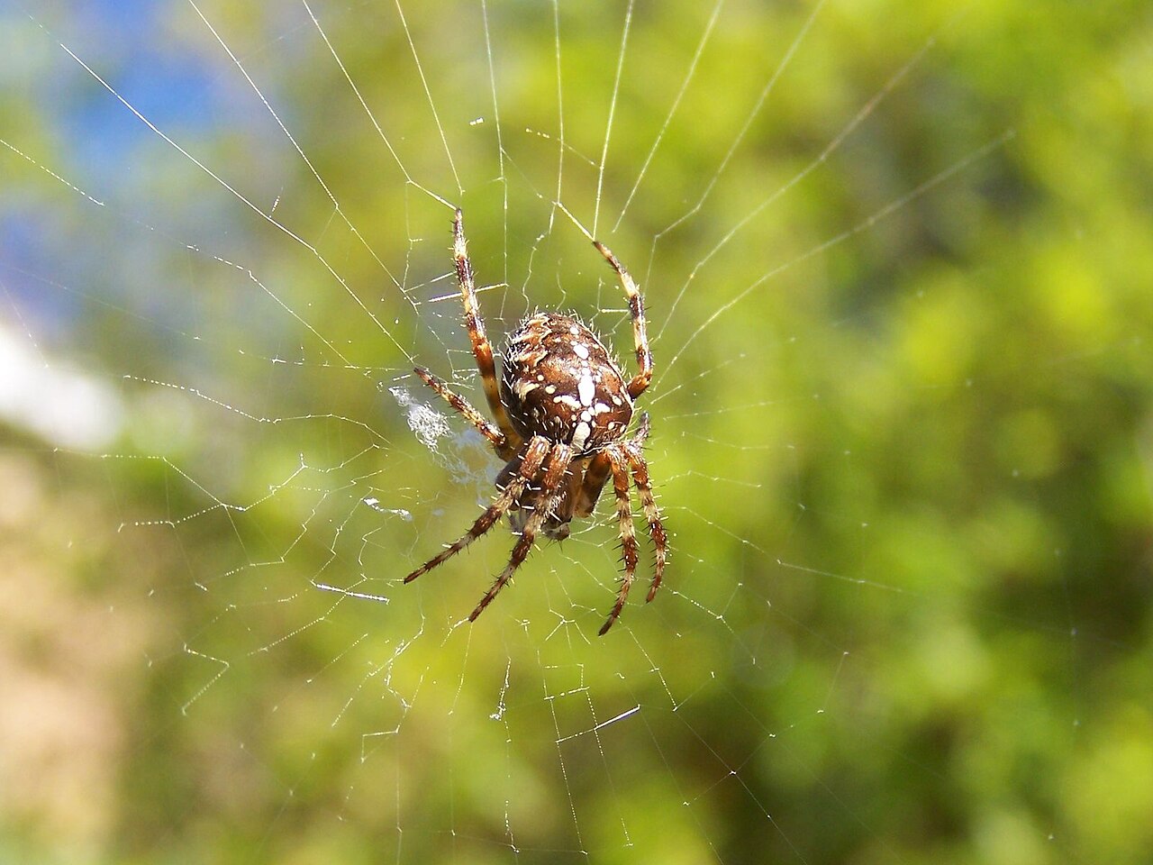 Common garden spider in it's web