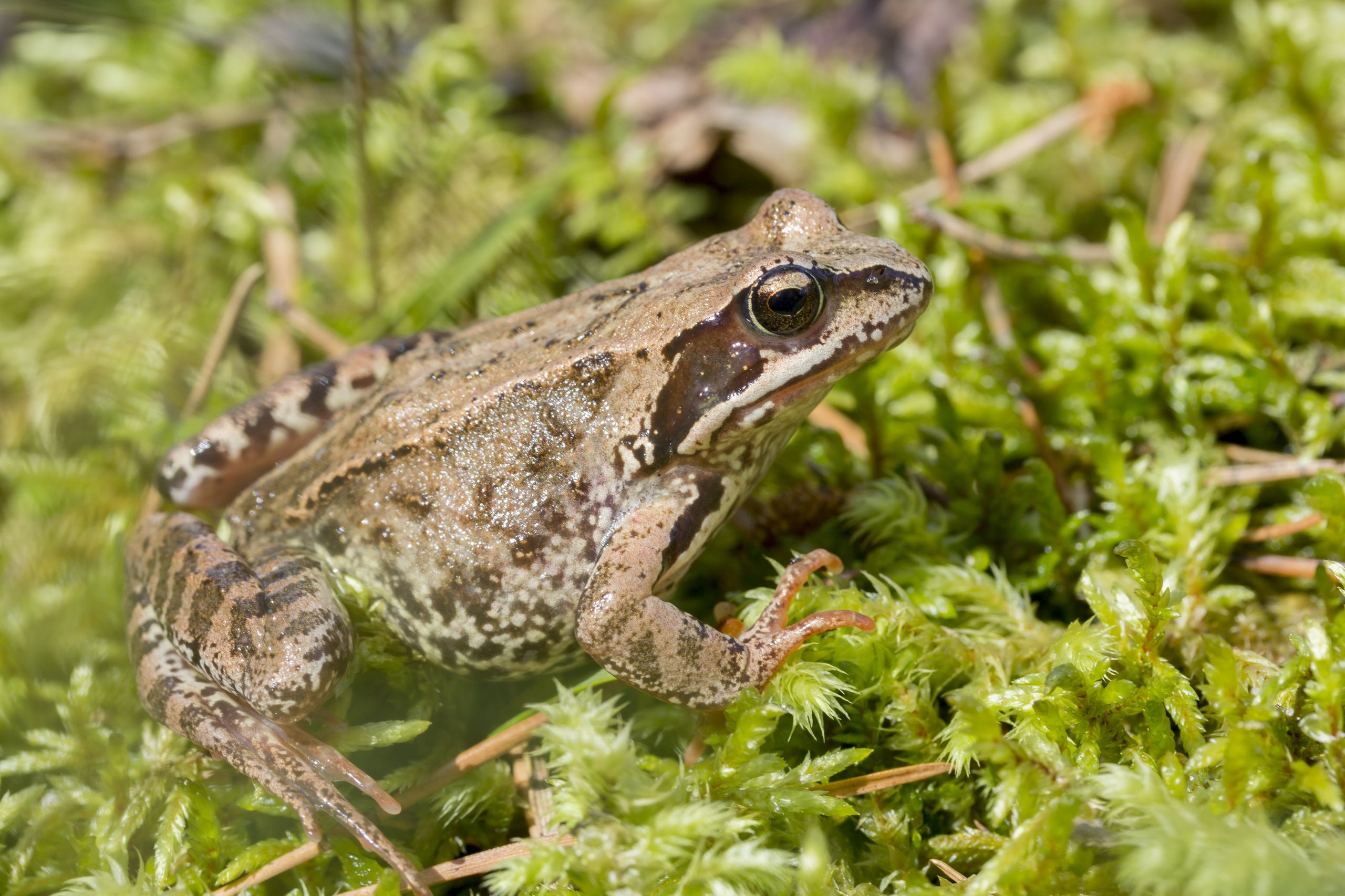 Common frog sitting in shallow water