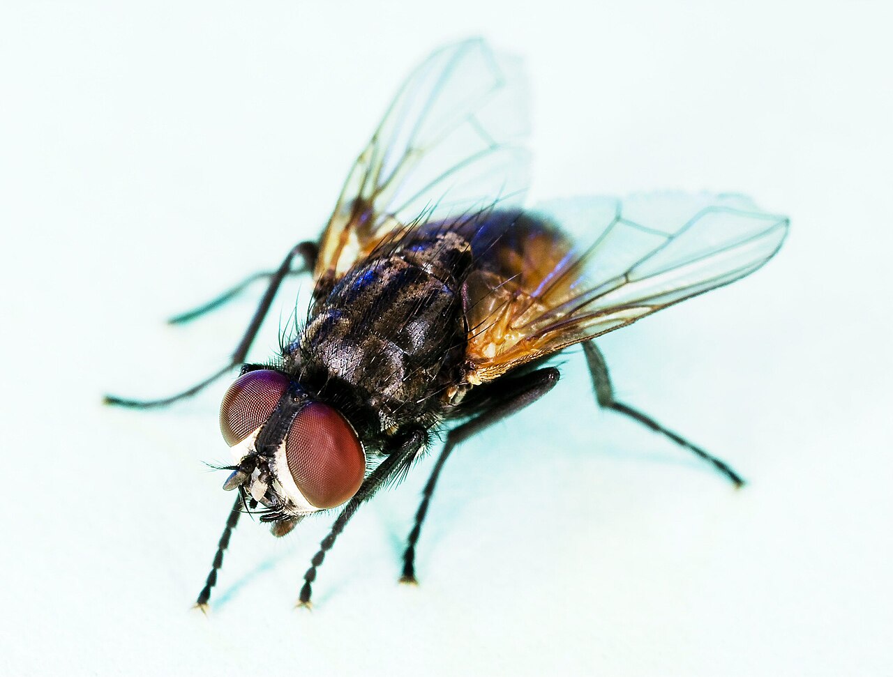 Common housefly