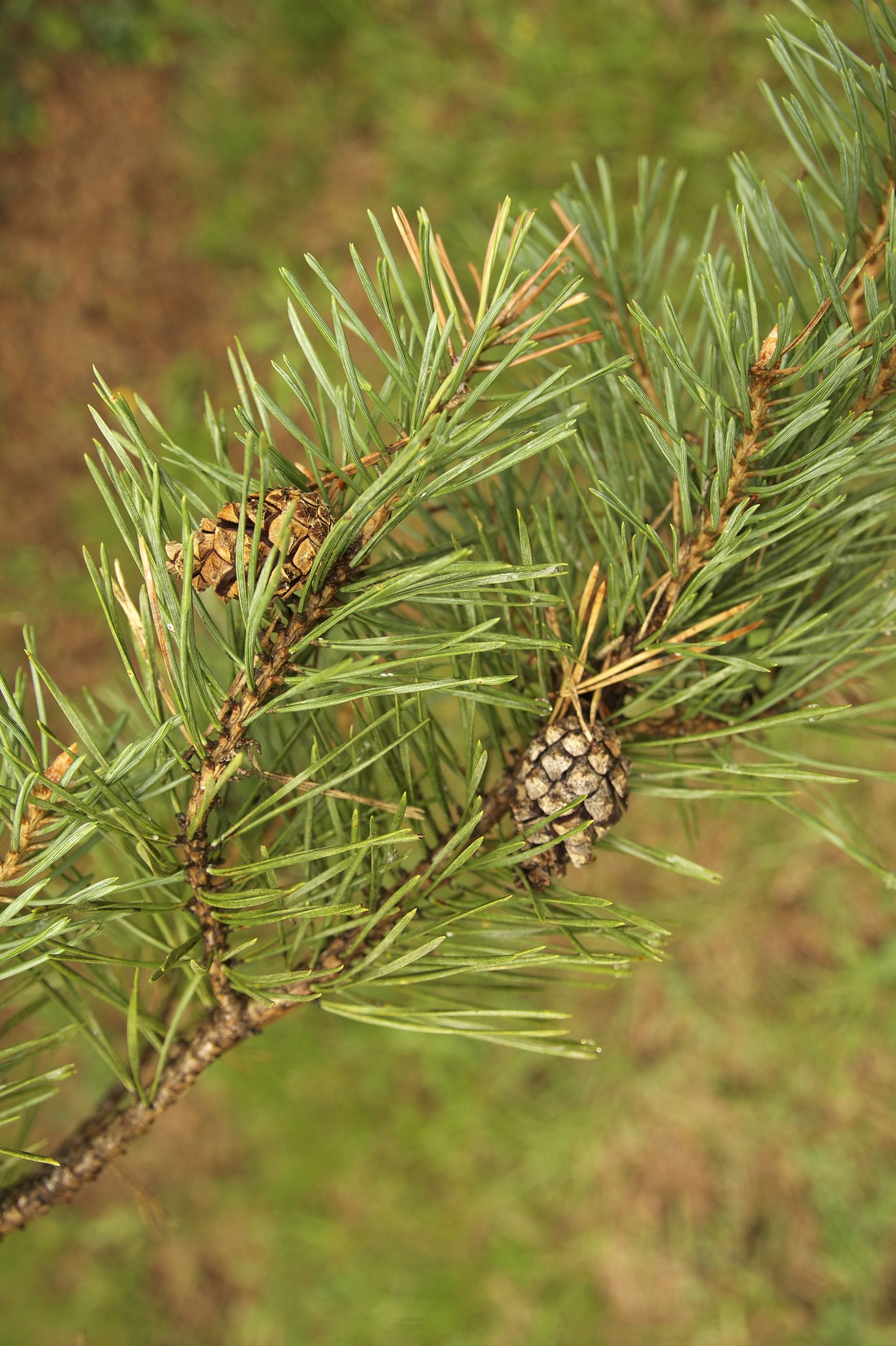 Scotts pine needles and cone