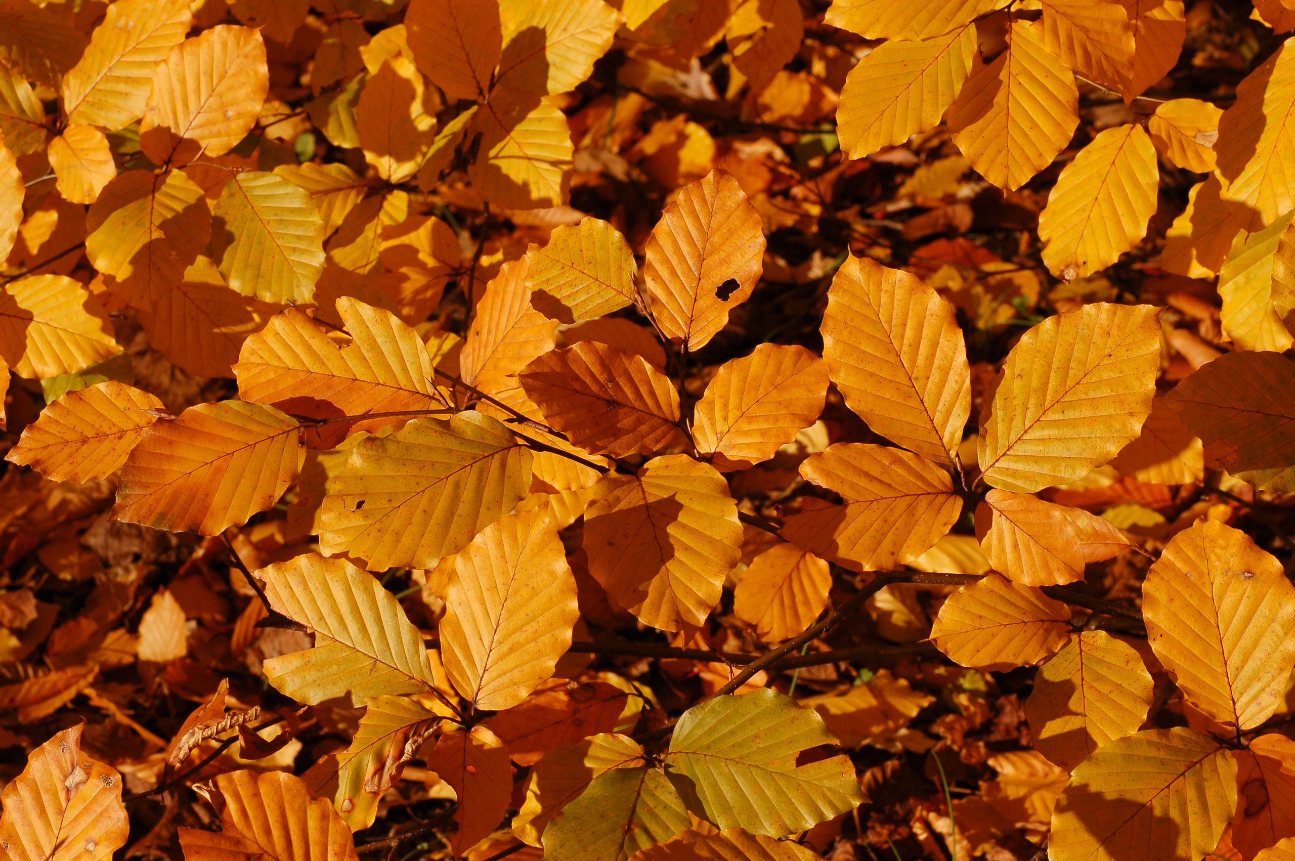 Copper Beech tree leaves on the ground in autumn