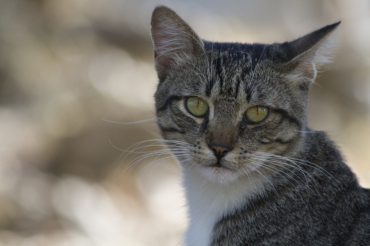 Curious cat