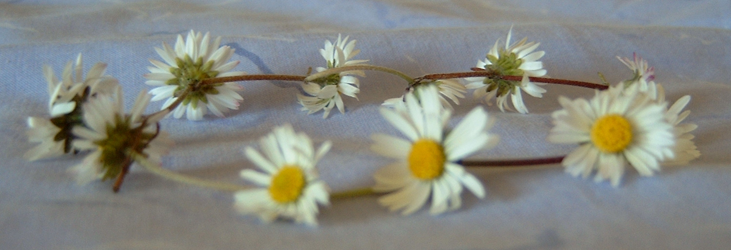 Daisy chain