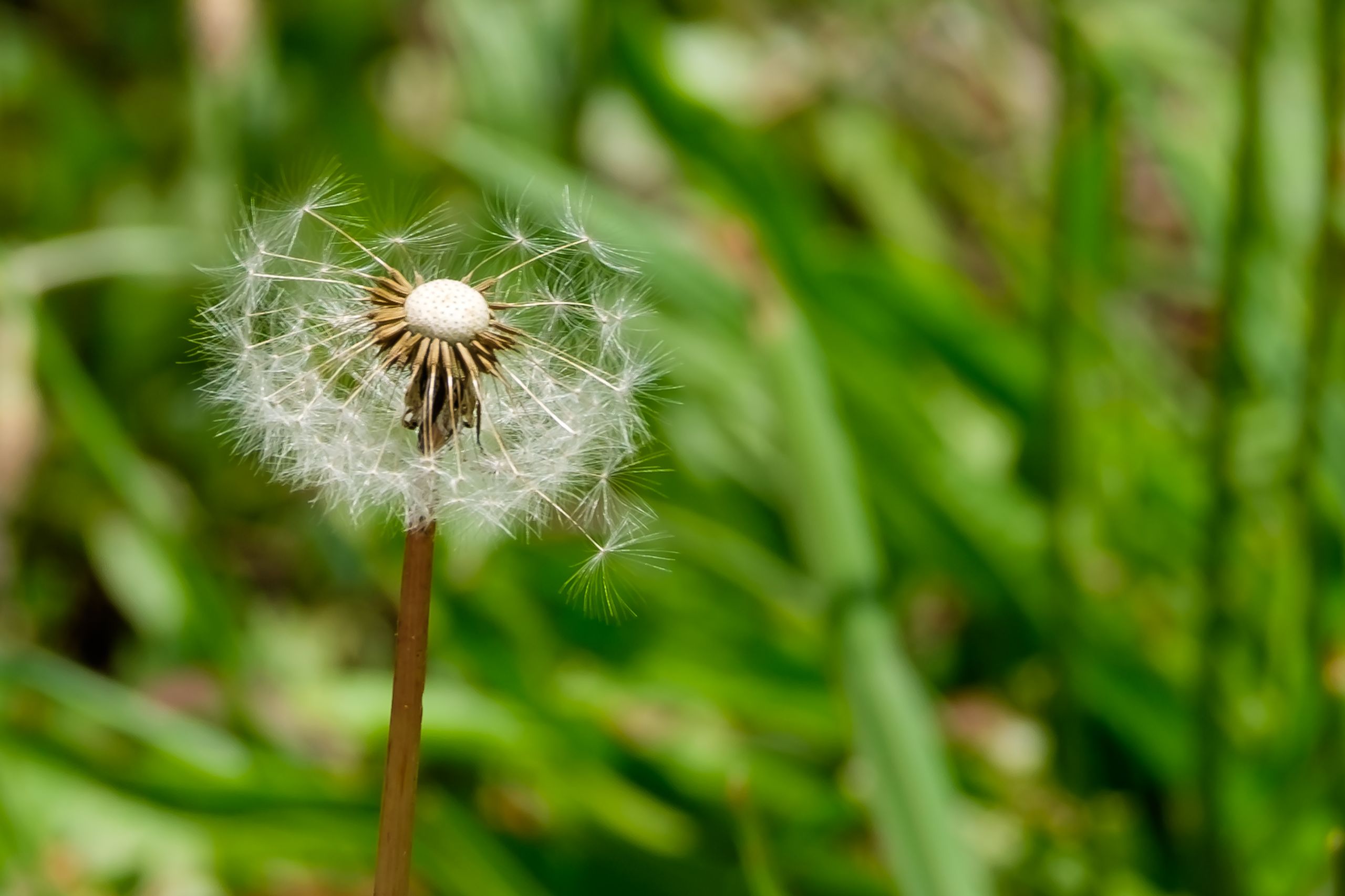 Dandelion clock that has been blown by the wind