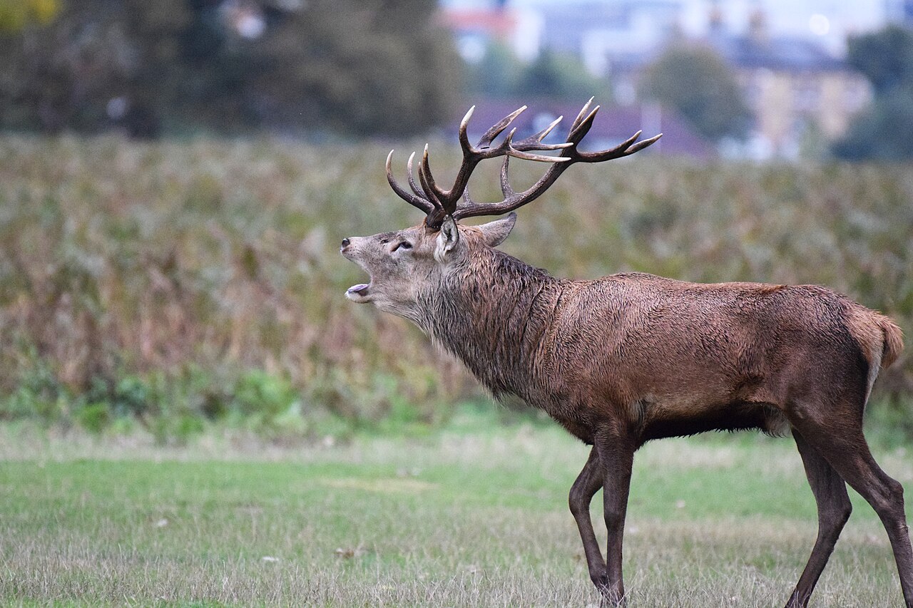 Red deer stag roars loudly to show its strength.