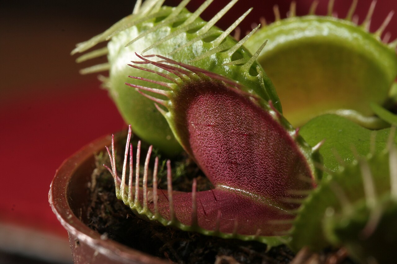Venus flytrap with its 'trap' open.