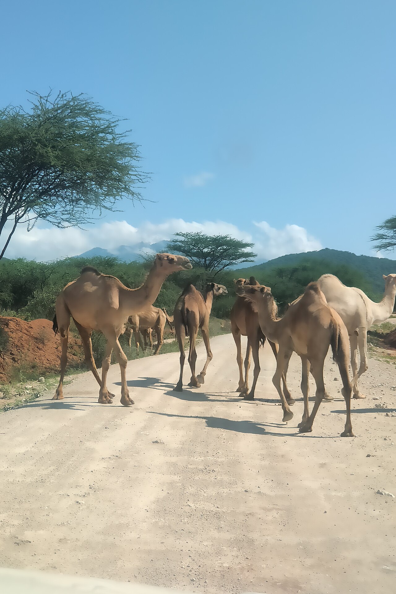 Dromedary Camel