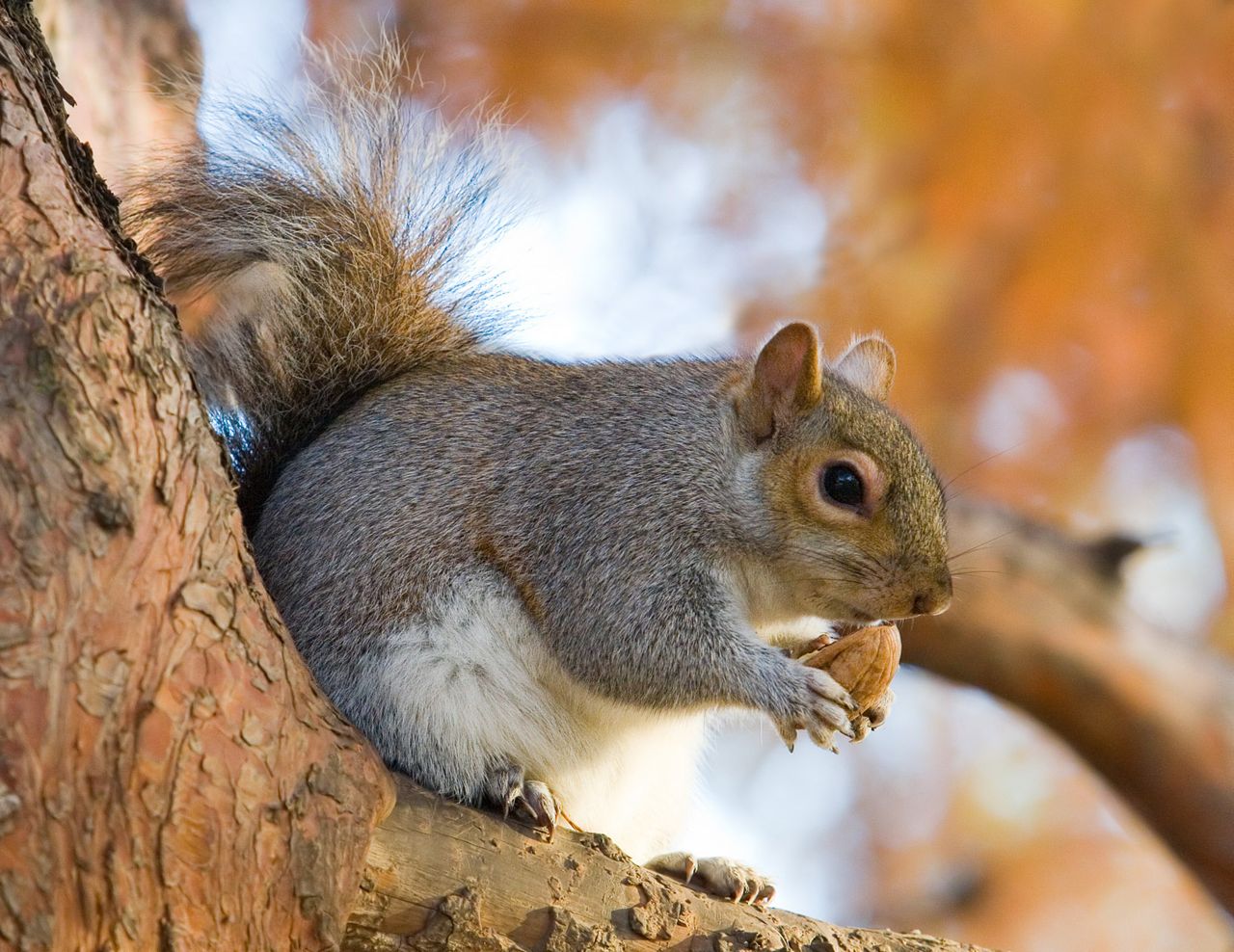 The common Grey Squirrel, introduced from North America.