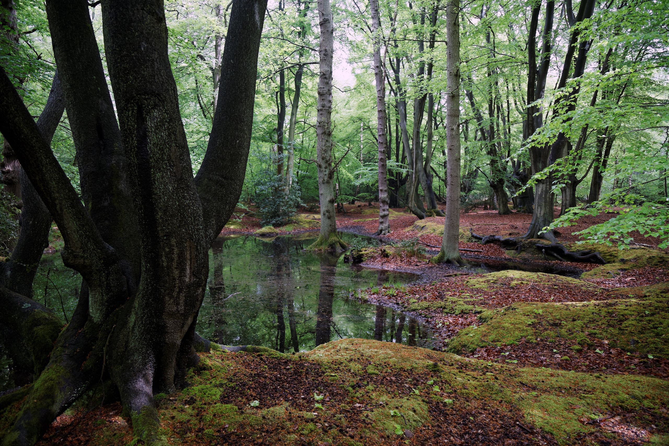 **forest**