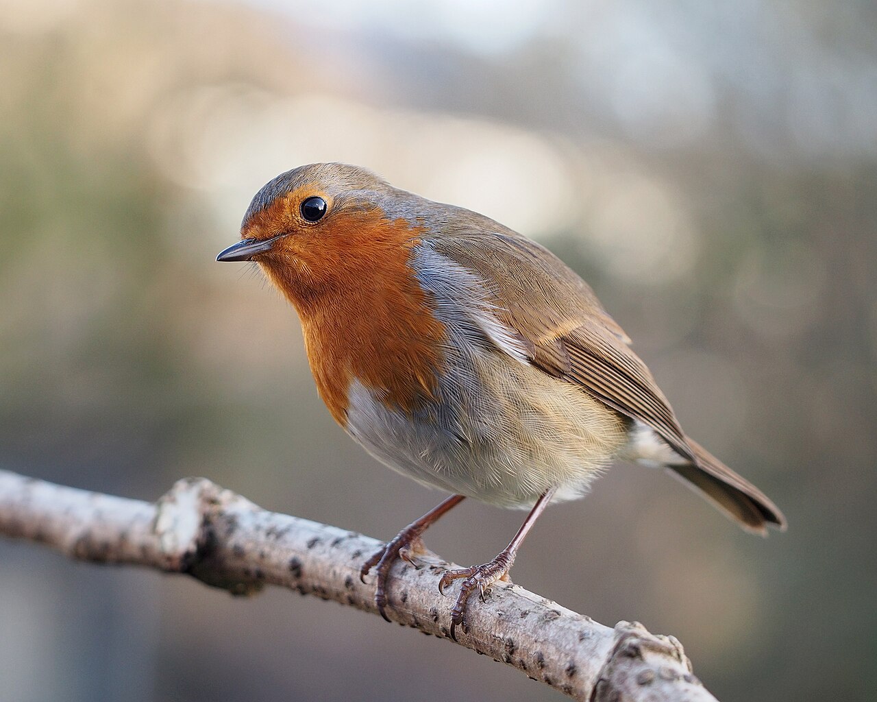 Stage 4: Adult Bird