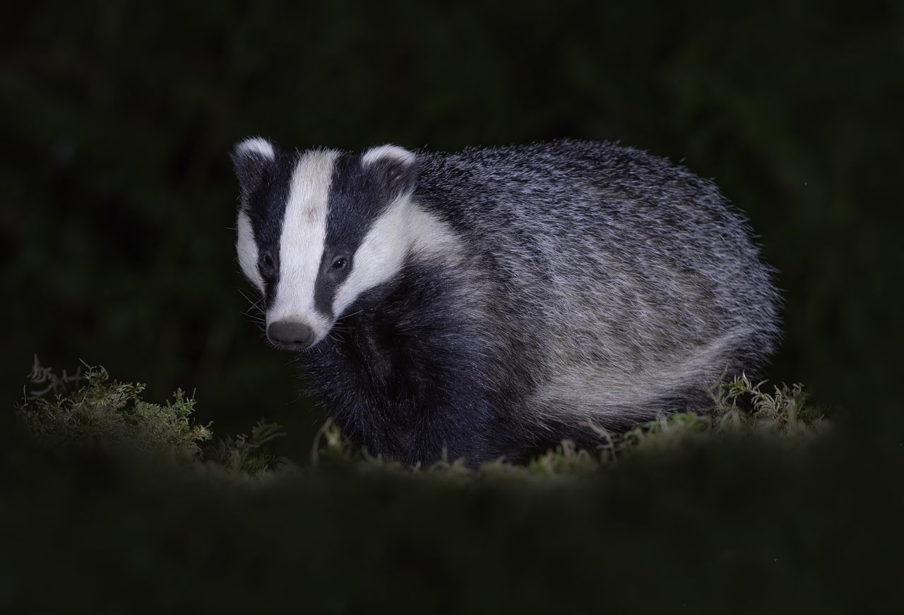 Badger
