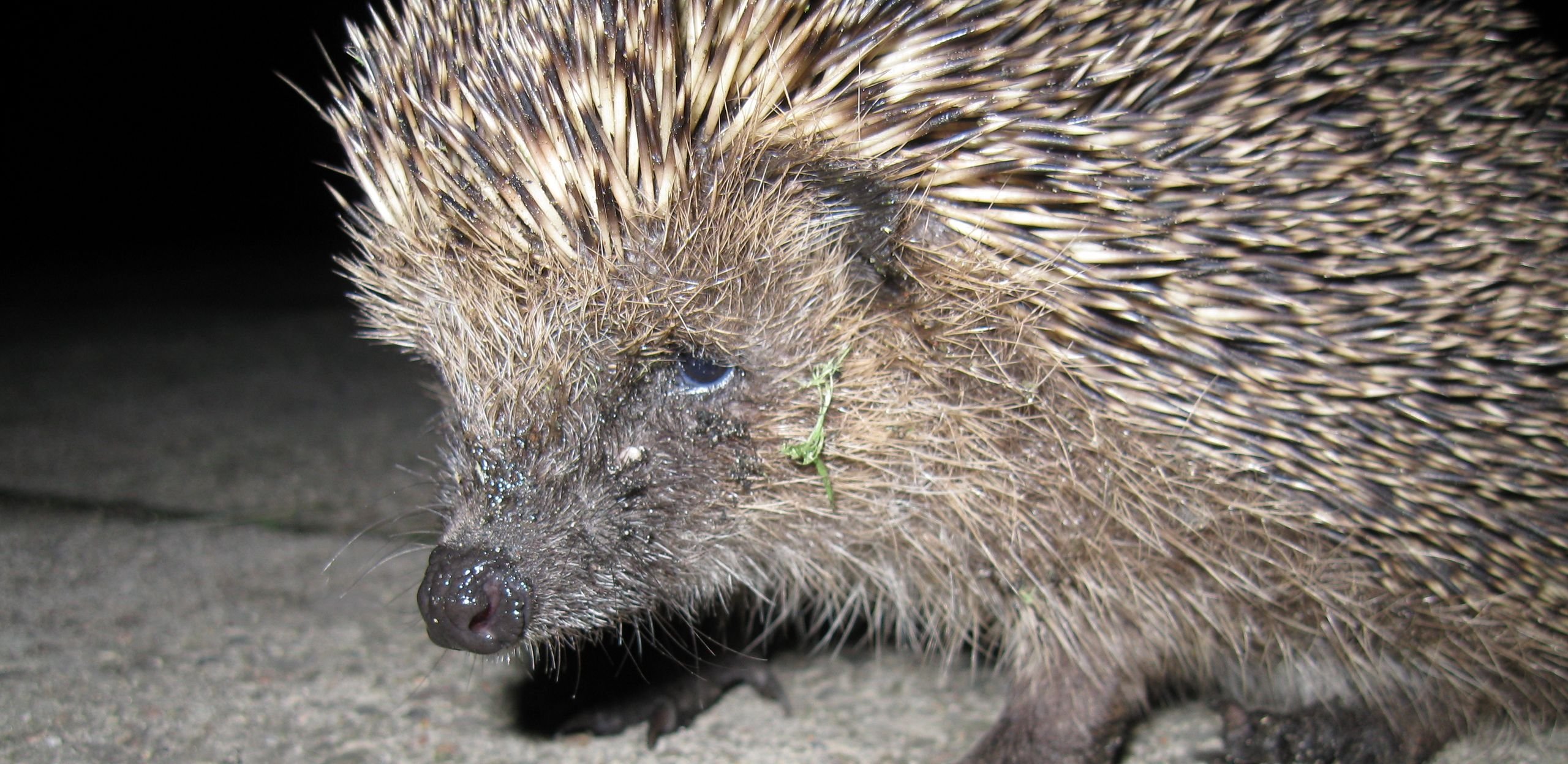 European Hedgehog