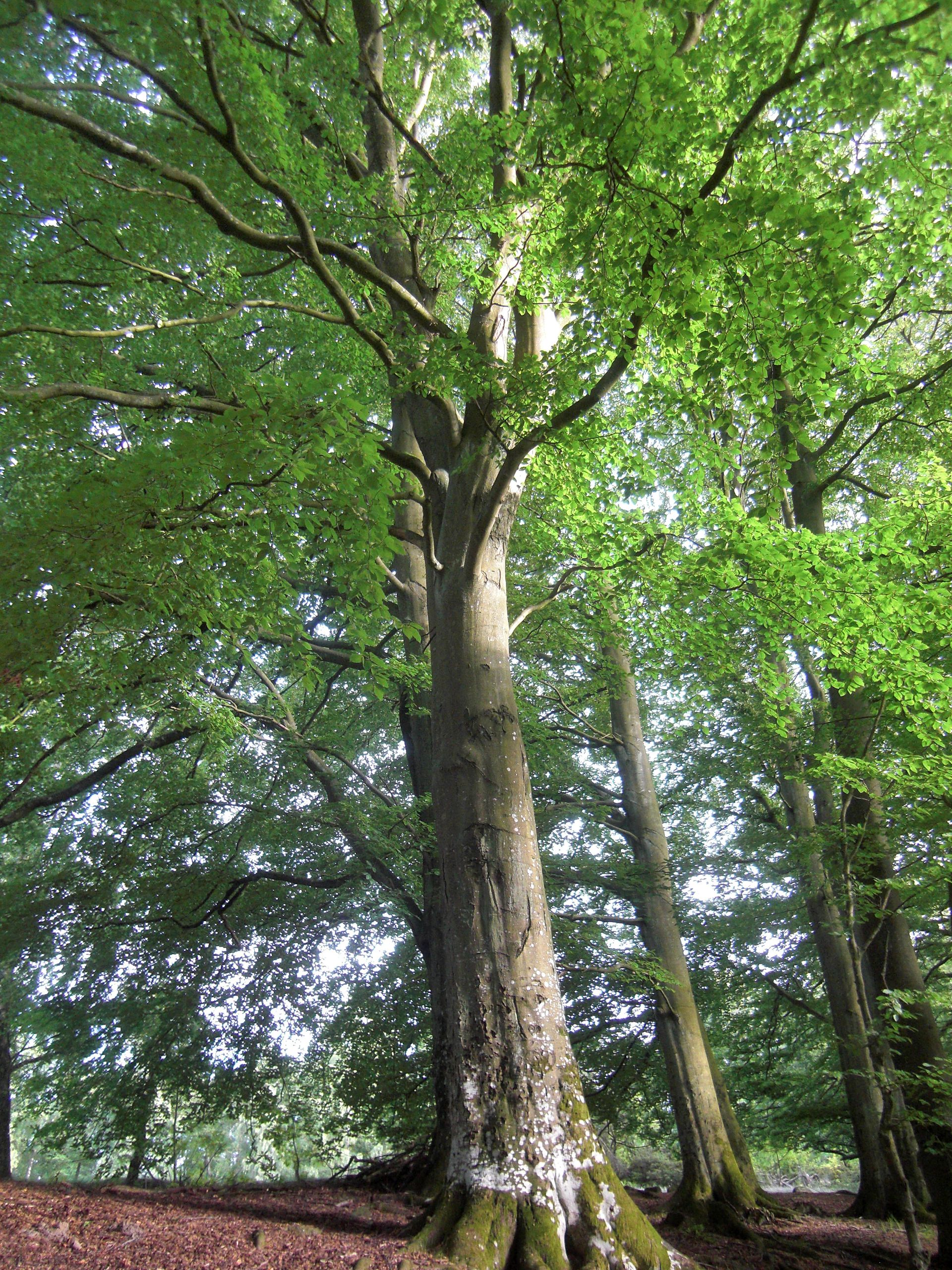 Mature Beech Tree