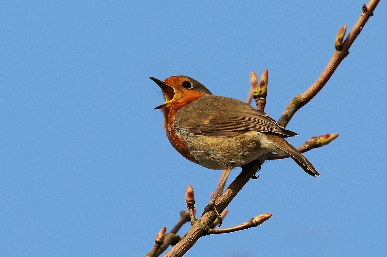 Robin singing