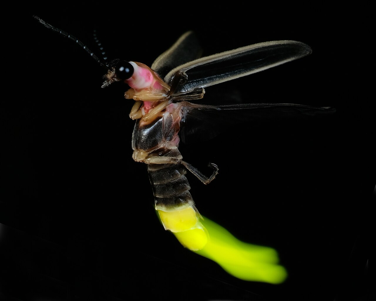 Firefly glowing at night