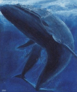 Artist's drawing of a blue whale as used on a postage stamp from the Faroe Islands