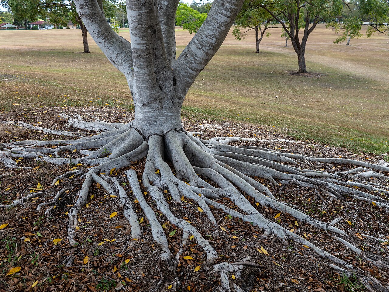 The roots of a tree anchoring it to the ground