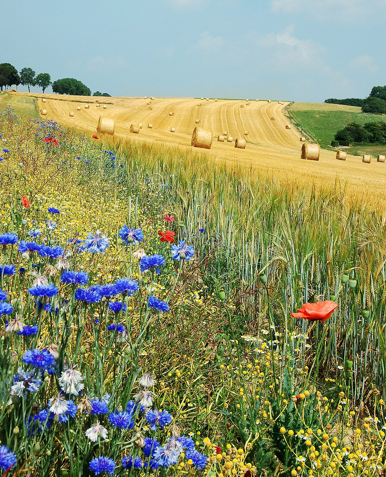 Field of wheat that has been harvested to remove the grain for us to make bread and other food and leave the bales of straw to use for animal bedding and snacks