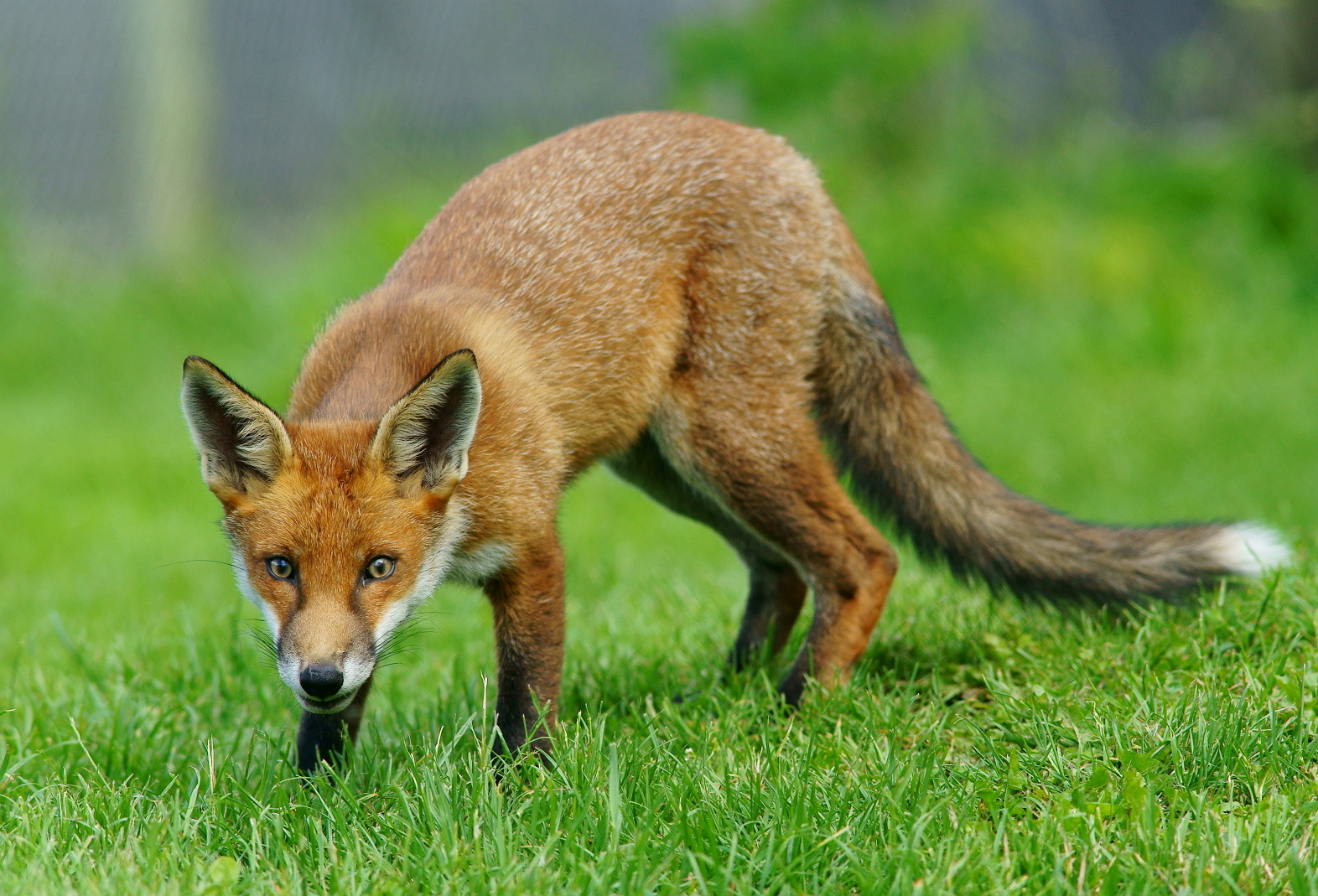 Fox Adolescent