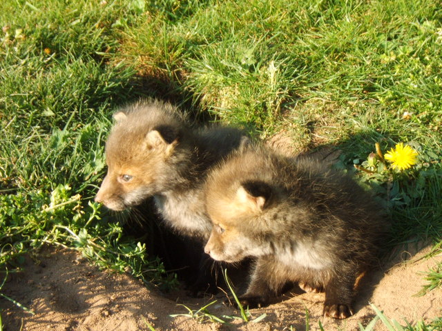 Fox Cubs